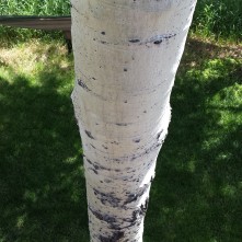 Colorado aspens are gorgeous trees